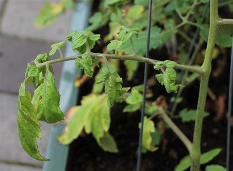 Maybe you would like to learn more about one of these? Tomato Plant Diseases and How to Avoid Them | GardensAll