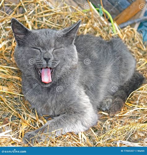 Gray Cat Lying On Hay And Yawning Stock Image Image Of Portrait