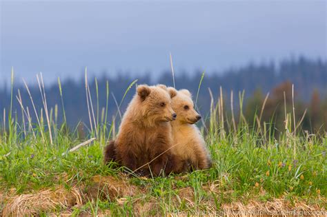 Grizzly Bear Cubs Lake Clark National Park Alaska Photos By Ron