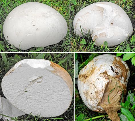 Large As Life The Giant Puffball The Mushroom Diary