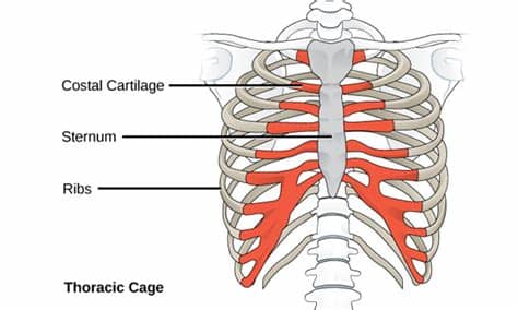 Many cases of rib cage pain are not linked to serious conditions and resolve on their. eLimu | Human Body