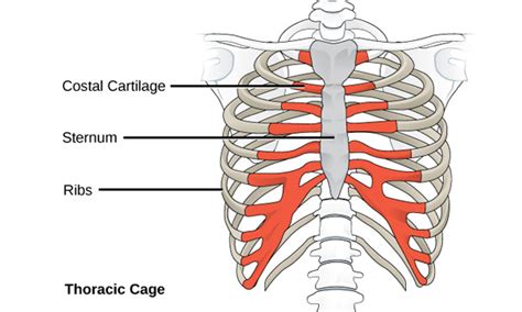What causes pain under left rib cage? Muscles Behind The Rib Cage : Rib Cage - Medical Art Library / Your rib cage consists of 24 ribs ...