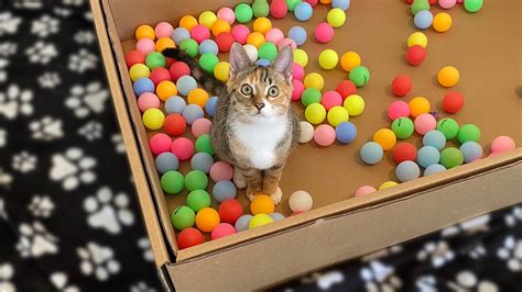 Two Kittens And 100 Balls In A Ball Pit Youtube