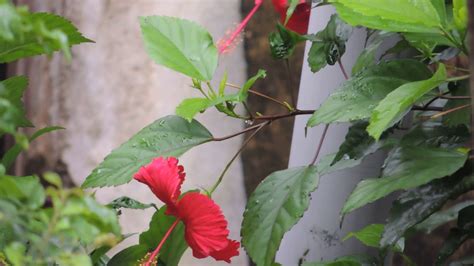 Edible hibiscus flowers health benefits. Hibiscus Flower Benefits and Uses - Rose of China | සපත්තු ...
