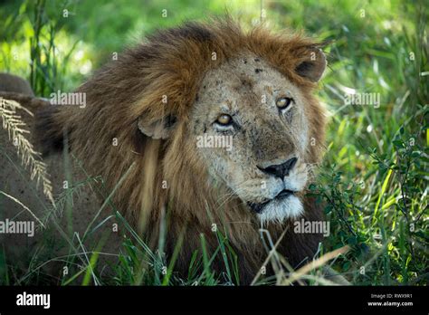Male Lion Kidepo Valley National Park Uganda Stock Photo Alamy