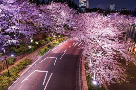 5 Best Cherry Blossom Festivals In Tokyo 2020 Japan Web Magazine Best