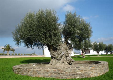 Fileolive Tree Wikimedia Commons