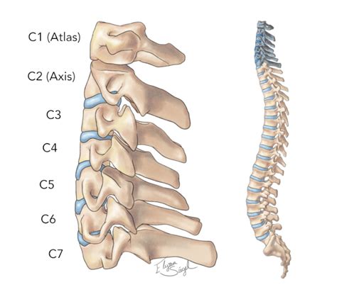 Spine Anatomy Goodman Campbell