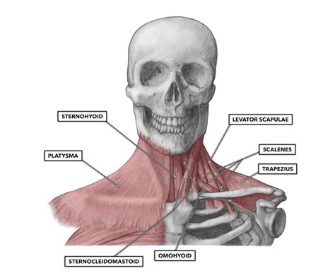 First Rib Muscle Belly Sternocleidomastoid Muscle