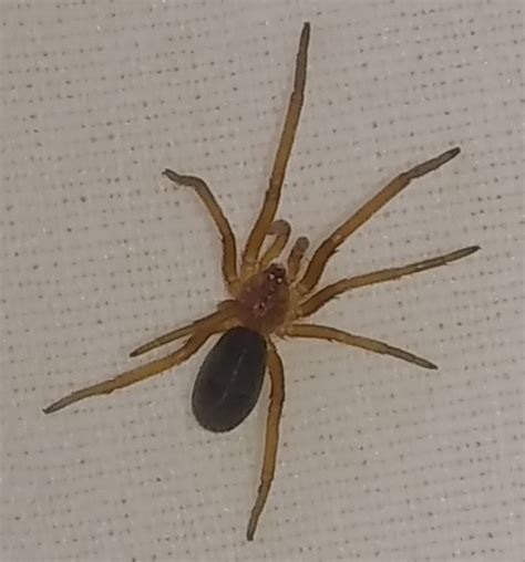 Este arácnido es llamado araña violinista debido a que la forma de su cuerpo se asemeja a la de un violín. Araña violinista?