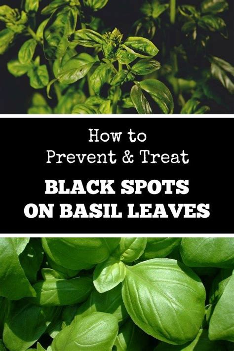 Solving Black Spots On Basil Leaves Basil Plant Basil Leaves