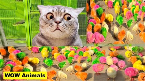 Welcome To New Home 🐱cat And Colour Chicks🐤 Colour🐥 Chicks Vs Cat🐱 Youtube