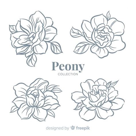 Premium Vector Beautiful Collection Of Peony Flowers In Hand Drawn