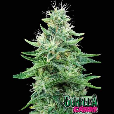 Gorilla Candy Seeds Delicious Seeds