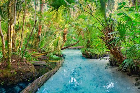 Jungle Creek 2 Central West Florida Florida Landscape Photography By
