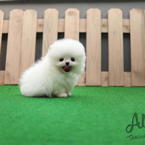 Teacup Pomeranian Puppies For Sale Near Me Under 200 Dollars Daily
