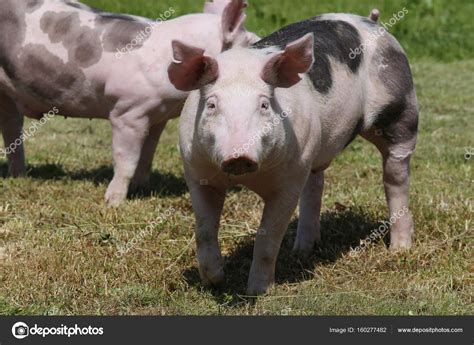 Young Duroc Breed Pigs On Farm Field Summertime — Stock Photo