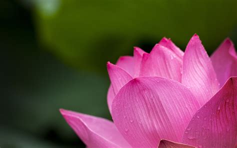 Lotus Roze Natuur Gratis Foto Op Pixabay