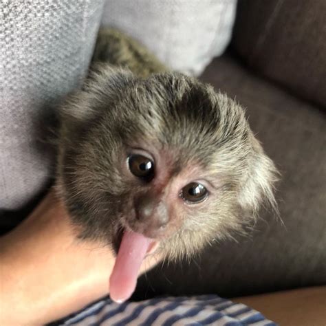 Cute Baby Finger Monkey Exotic Animals For Sale Price
