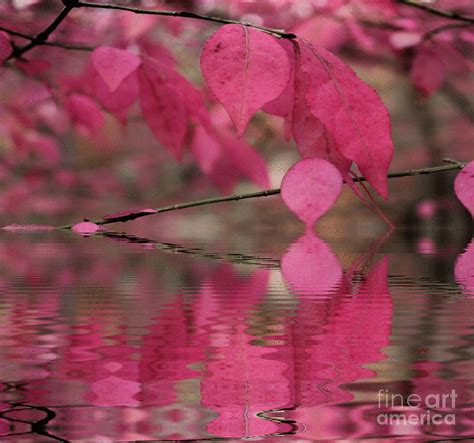 Red Autumn Leaf Reflections Photograph By Judy Palkimas Fine Art America