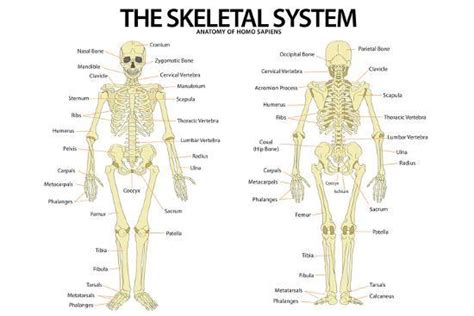 The Skeletal System Anterior Andior View Anatomical Chart