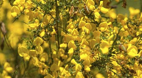 Fiorellini a grappolo profumatissimi che crescono inizio primavera / al ristorante non si. Ginestra, resistente, anche su terreni aridi, arbusto dai fiori gialli