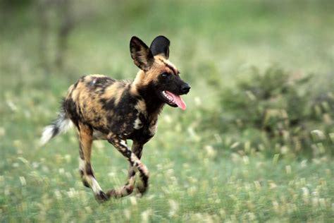 African Wild Dog Facts History Useful Information And Amazing Pictures
