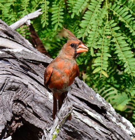 Northern Cardinal Mybirdingjourney