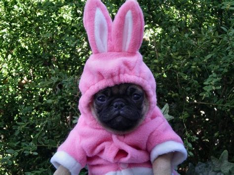 Puggy Cottontail Ready For The Easter Paradeadorable Amor Pug Baby