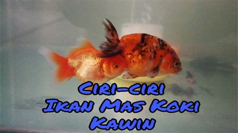 Ikan Oh Ikan Goldfish Ikan Emas By Rabunwarna