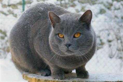 20 Fun Facts You Didnt Know About Chartreux Cats Chartreux Cat Cat