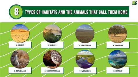 8 Types Of Habitats And The Animals That Call Them Home A Z Animals