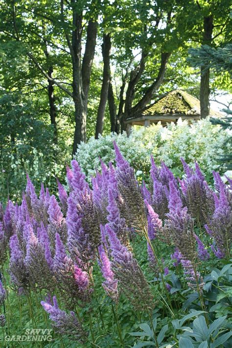 Shade Loving Perennial Flowers 15 Beautiful Choices For Your Garden