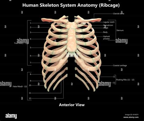 Human Skeleton System Rib Cage Label Design Anterior View Anatomy Stock