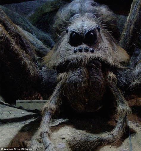 Furry Harry Potter Spider Is Named After Aragog Daily Mail Online