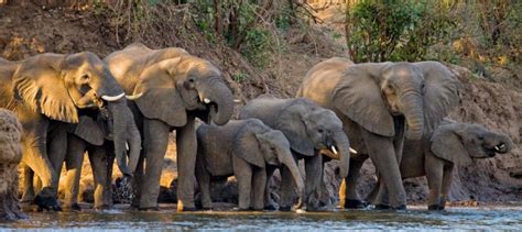 Legendary Predators Of Africa An Intimate Zambian Safari Zicasso