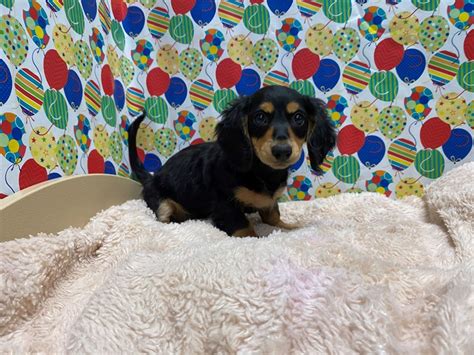 Our puppies are well socialized and ready to make your house doxie friendly. Dachshund-DOG-Female-blk & tn-2810404-Petland San Antonio