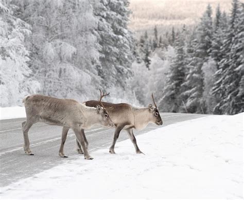 6 Surprising Facts About Reindeer Live Science