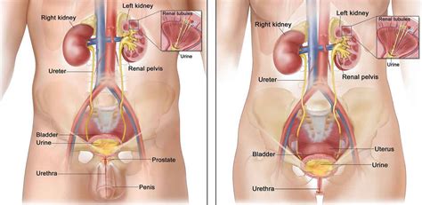 Cancer affects dogs in the same way that it affects humans: Urethral cancer causes, signs, symptoms, diagnosis ...