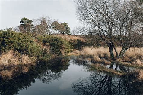 Arne Nature Reserve Dorset — Haarkon