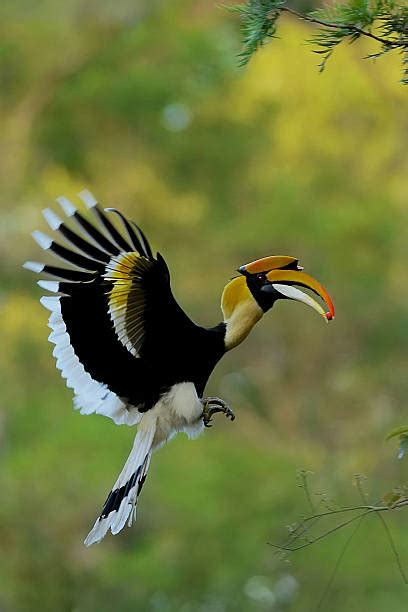 Hornbill Flying Stock Photos Pictures And Royalty Free Images Istock