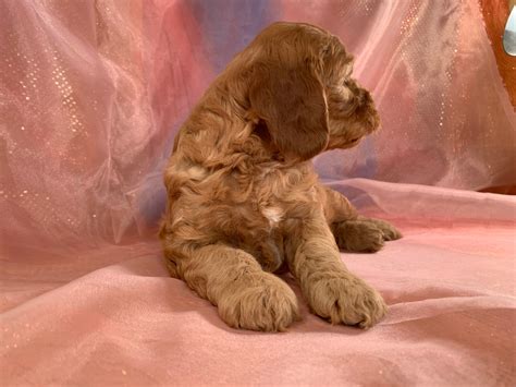 Female Cockapoo Puppies For Sale Iowa S Top Cockapoo Breeders