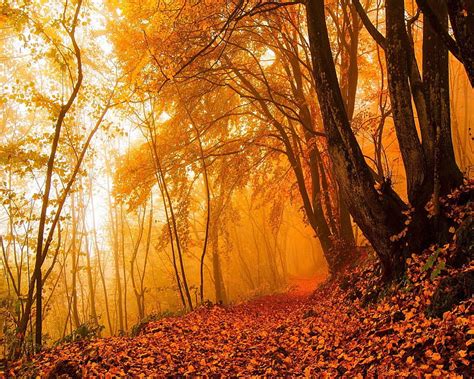 Autumn Nature Bonito Cute Look Nice Hd Wallpaper Peakpx