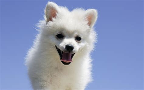 Pomeranian Puppies Wallpapers Wallpaper Cave