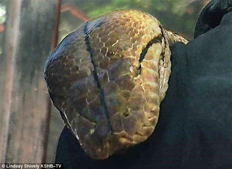 世界で最も大きい蛇「メデューサ」、15人がかりで抱きかかえられて登場 Gigazine