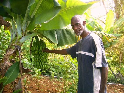 Farmer In St Catherine Jamaica Jamaica Places To Visit Down On The