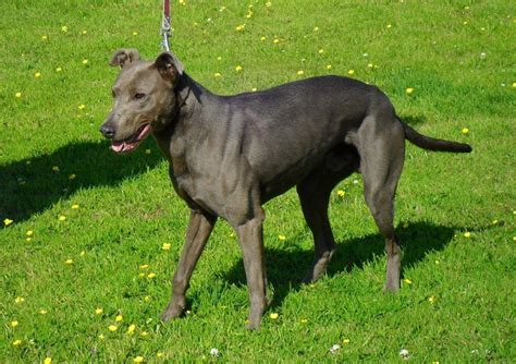 Bull Lurcher Dog Breed Facts And Profile Dog Dwell