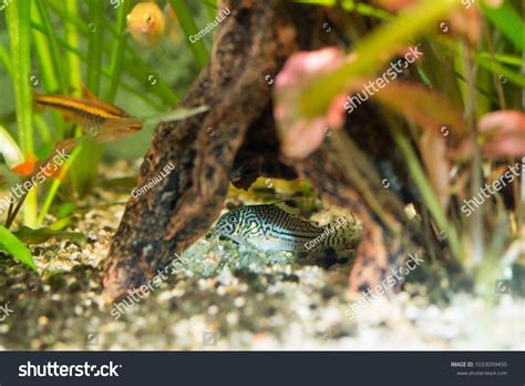 Three Stripe Corydoras Corydoras Trilineatus Aquarium Stock Photo