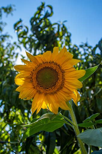 Sunflowers Facing The Sun Pictures Download Free Images On Unsplash