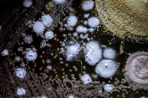 Colony Characteristics Of Mold Under The Microscope Stock Image